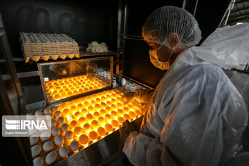 تولید تخم‌مرغ در طرقبه شاندیز خراسان رضوی ۱۴ برابر نیاز این شهرستان است 
