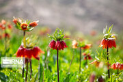 Llanura de Fritillarias en Kuhrang
