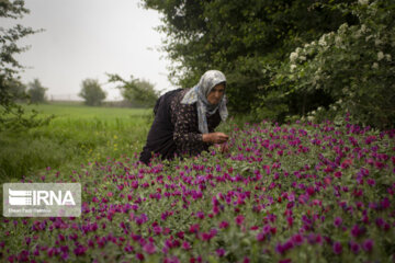 گیاهان دارویی ظرفیتی مناسب برای رونق اقتصادی جنوب خراسان رضوی 