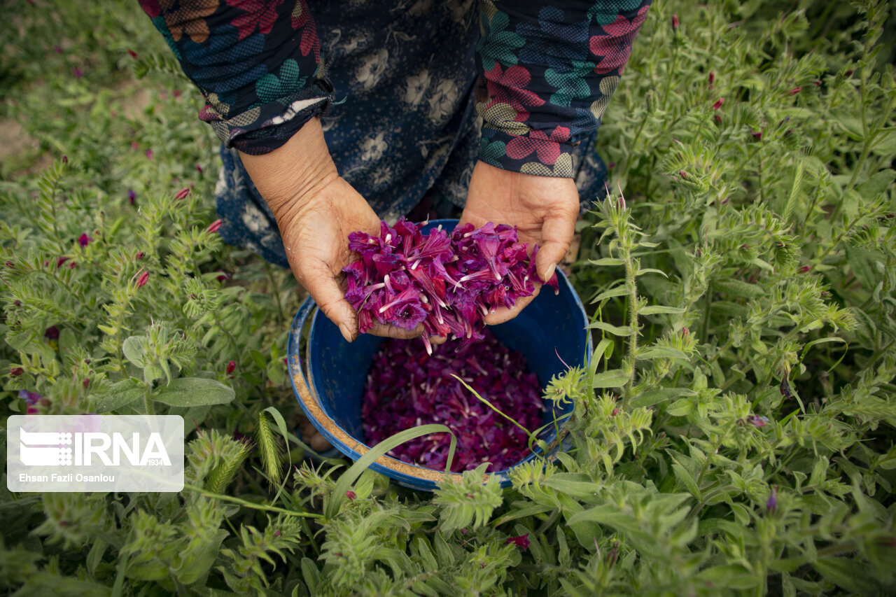 منابع طبیعی همدان: از برداشت غیراصولی گیاهان دارویی خودداری کنید