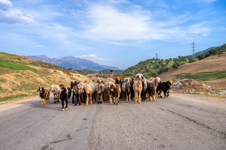 آسیب‌شناسی درنگ در کوچ عشایر