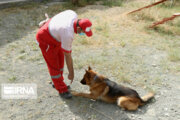 آموزش‌ سگ‌های خانگی توسط هلال احمر برای حضور در حوادث