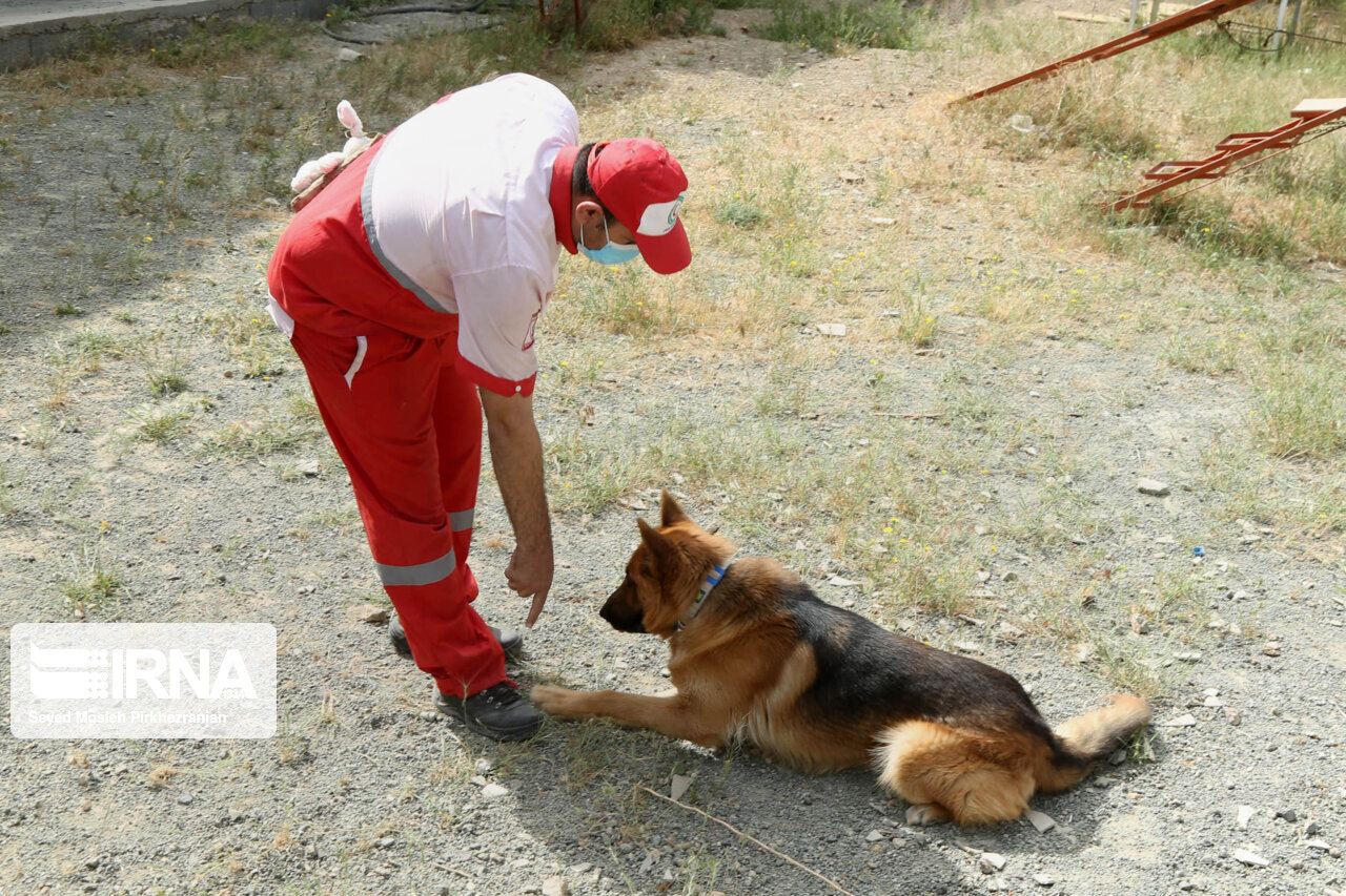 آموزش‌ سگ‌های خانگی توسط هلال احمر برای حضور در حوادث