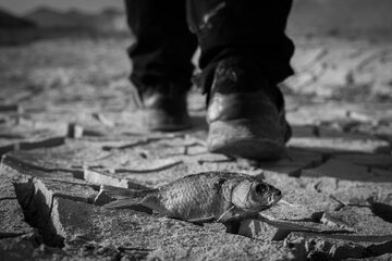 بستر تالاب هامون پس از خشکسالی شاهد مرگ و میر‌ میلیون ها ماهی بود که یک فاجعه بزرگ زیست محیطی به شمار می‌آید.