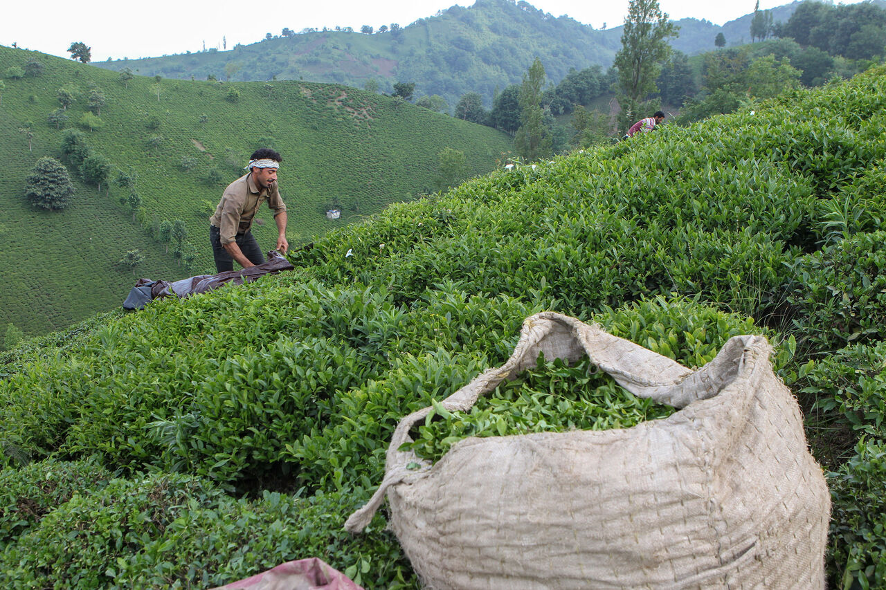 خرید برگ سبز چای از مرز ۸۰ هزارتن عبور کرد/ کاهش ۳۰ درصدی قیمت چای خارجی