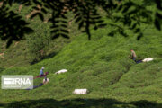 احیای حدود ۱۷۰۰ هکتار باغات چای گیلان و مازندران در سال گذشته