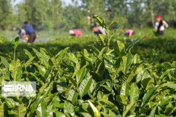 ۱۳۲۲ تن برگ سبز چای در گیلان خریداری شد