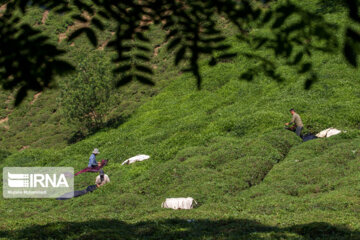 خرید ۵۰  هزار تن برگ سبز چای بهاره از چایکاران