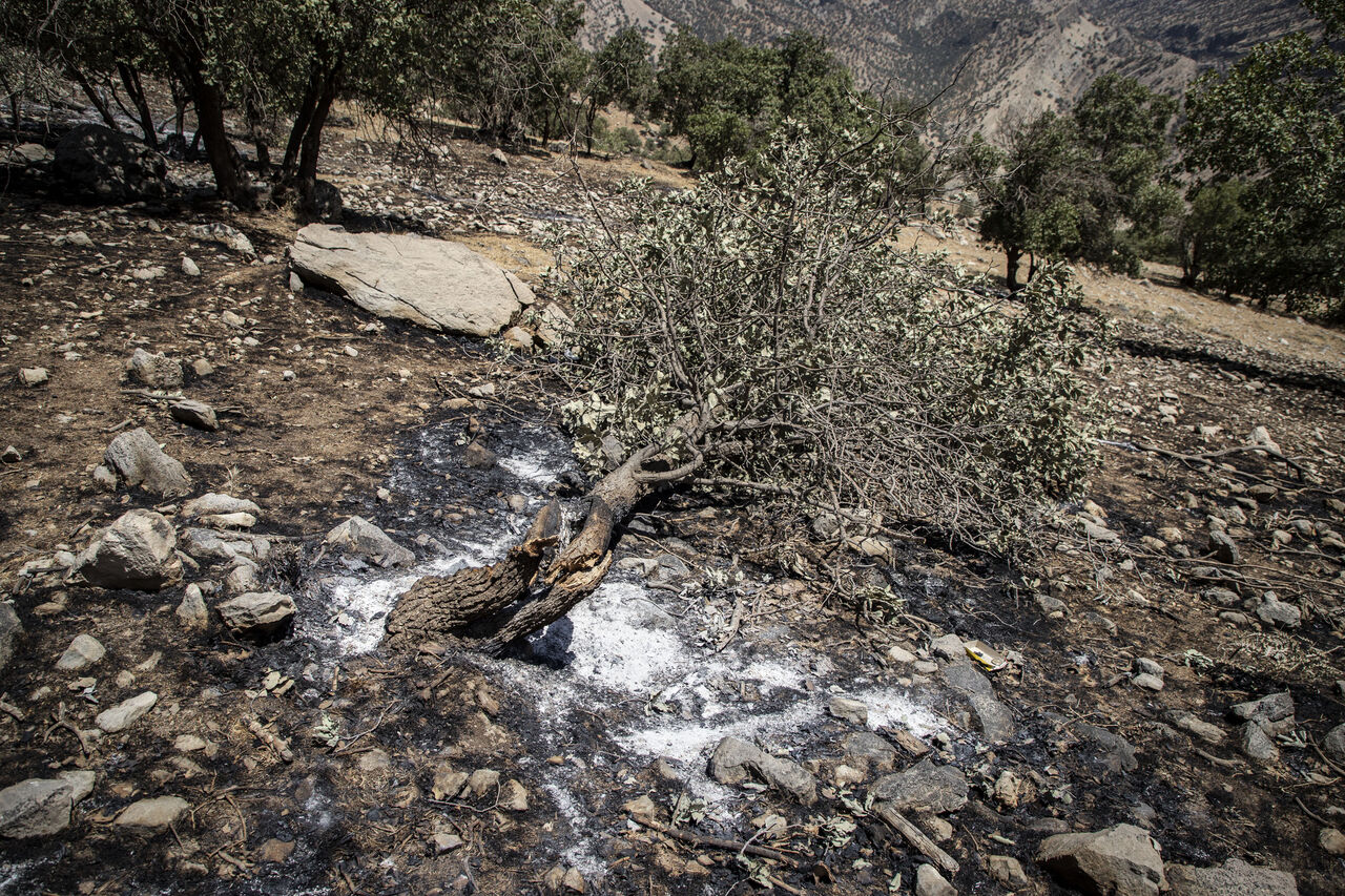 آتش به ۱.۵ هکتار از جنگلهای گلستان خسارت زد آتش به ۱.۵ هکتار از جنگلهای گلستان خسارت زد