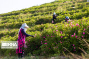 آغاز برداشت گل محمدی از ۳۴۰ هکتار گلستان در استان اردبیل