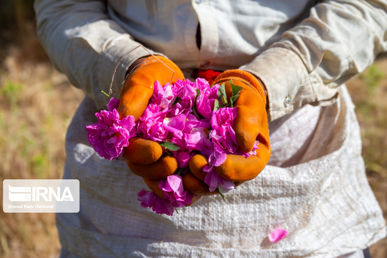 برداشت گل محمدی از گلستانهای کمیجان آغاز شد برداشت گل محمدی از گلستانهای کمیجان آغاز شد