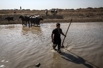 گاومیش‌ها در خوزستان تشنه‌ی آب