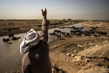 گاومیش‌ها در خوزستان تشنه‌ی آب