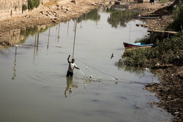 گاومیش‌ها در خوزستان تشنه‌ی آب