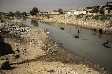 گاومیش‌ها در خوزستان تشنه‌ی آب