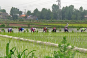 برنجکاریِ گیلان در نیمه‌راه و ضرورت تداوم مدیریت آب 