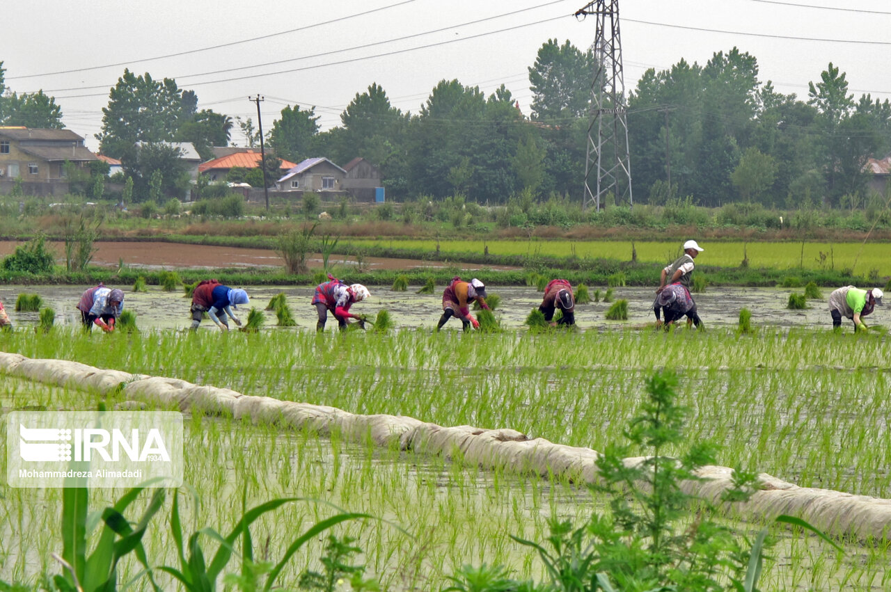 برنجکاریِ گیلان در نیمه‌راه و ضرورت تداوم مدیریت آب 