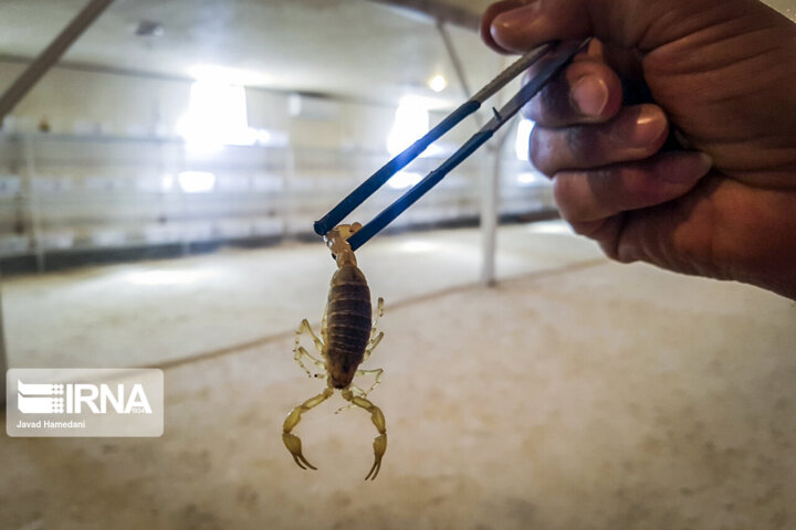 آخرین وضعیت برخی بیماری ها در کشور