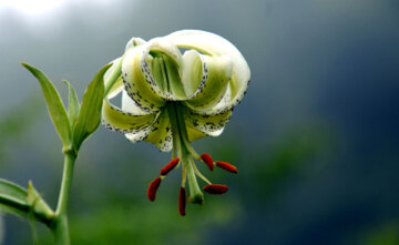 Iran/Guilan : en image la fleur la plus rare du monde à Damash, au nord