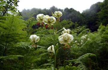 Iran/Guilan : en image la fleur la plus rare du monde à Damash, au nord