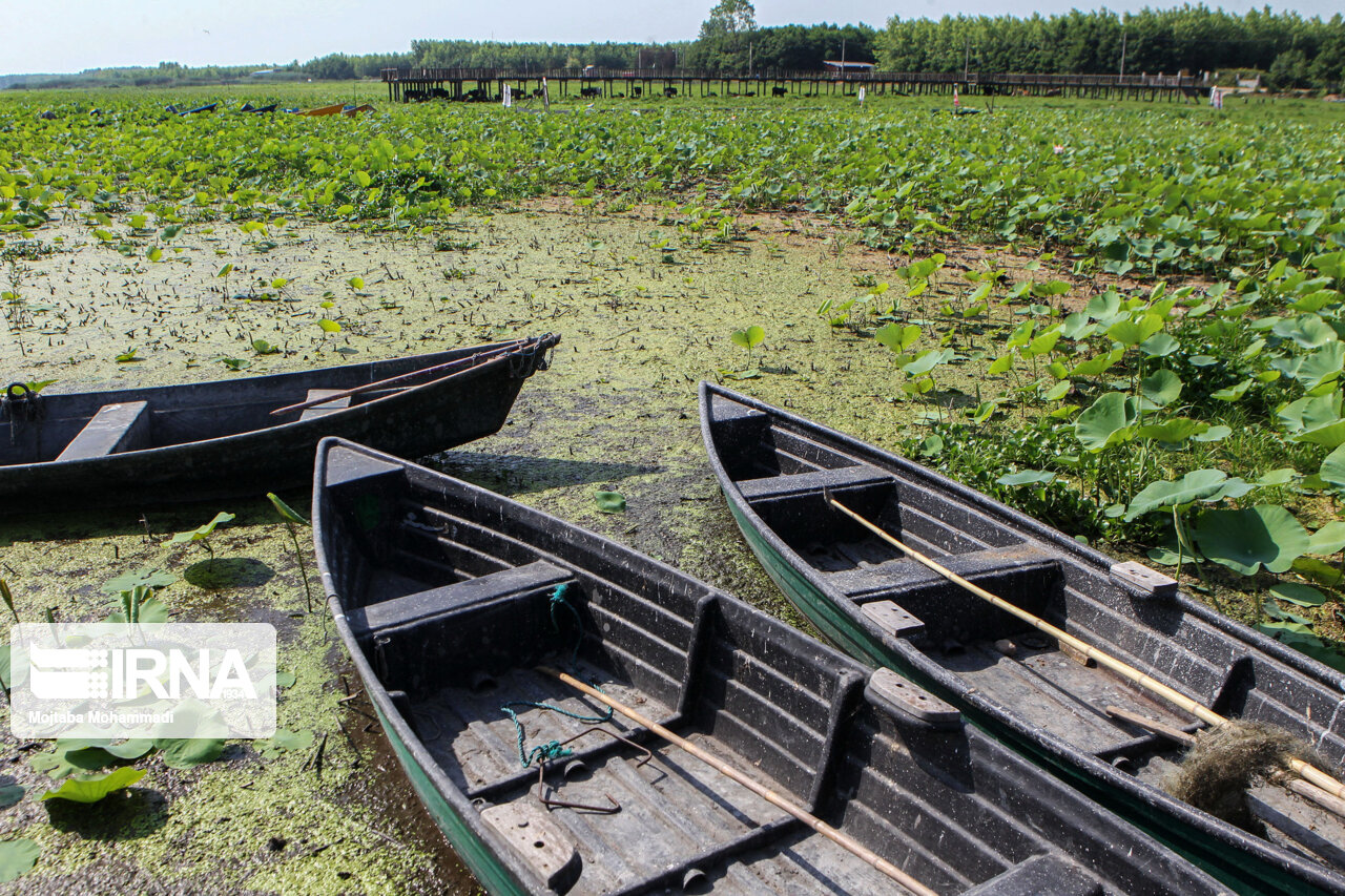طرح بایوجمی ۲۰۰ هکتار ازقلب تالاب انزلی را خشکاند طرح بایوجمی ۲۰۰ هکتار ازقلب تالاب انزلی را خشکاند