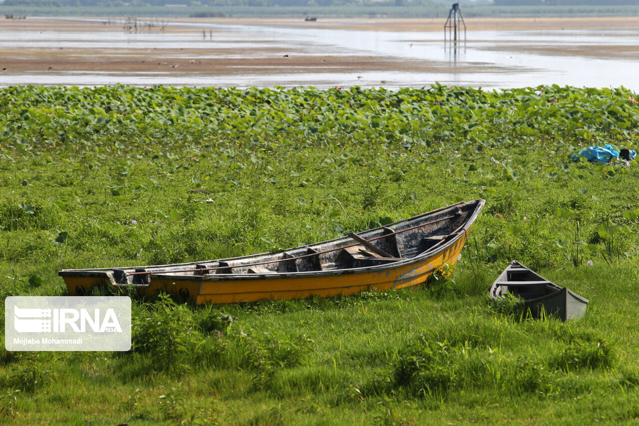 تالاب لبریز از رسوبات انزلی؛ ناتوان در برابر هضم سیلاب تالاب لبریز از رسوبات انزلی؛ ناتوان در برابر هضم سیلاب