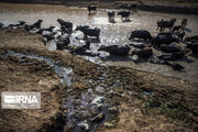 بحران آب خوزستان؛ از حرف تا عمل