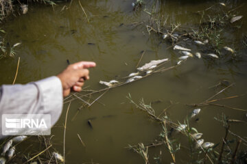 شمار زیادی از ماهیان رودخانه اترک خراسان شمالی تلف شدند 