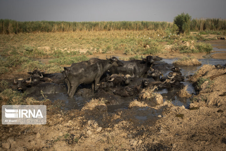 ۲ سامانه جدید نمکزدایی در استان خوزستان ساخته میشود