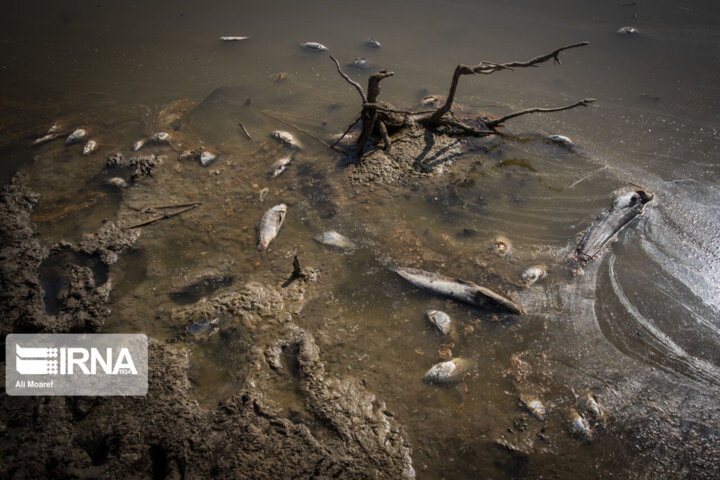 تعیین حریم، تامین حقآبه و مدیریت مشارکتی راهکار احیای تالابهای گلستان