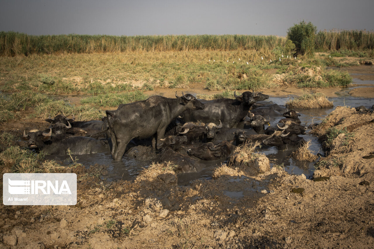 برآورد خسارت خشکسالی به کشاورزان و دامداران حمیدیه در حال انجام است