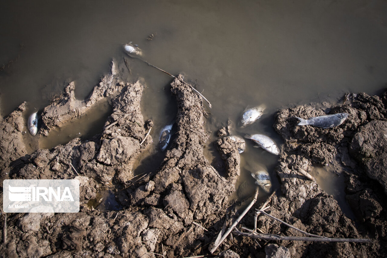 خشکسالی افزون بر ۲۸ هزار میلیارد ریال به محیط زیست خسارت زد خشکسالی افزون بر ۲۸ هزار میلیارد ریال به محیط زیست خسارت زد