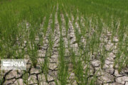 سایه سنگین خشکسالی روی شالیزارهای گیلان