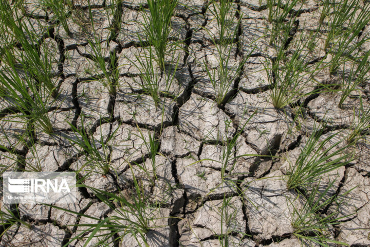 گرمایش زمین موجب خشکسالی‌های ناگهانی و متعدد شده است