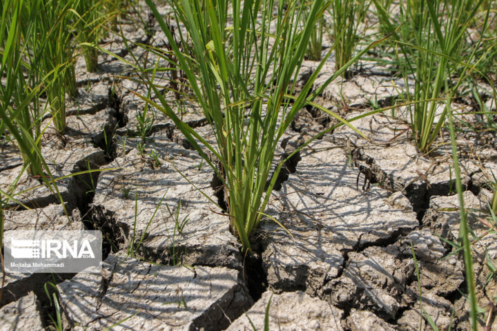 آبیاری زودهنگام شالیزارهای مازندران با پمپاژ آبهای زیرزمینی