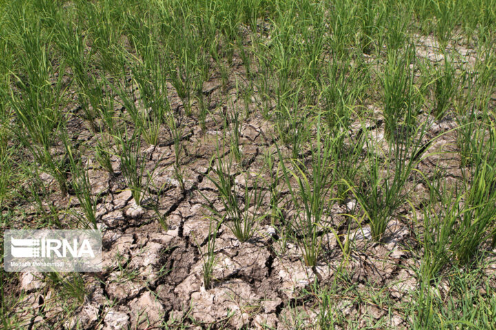 لزوم بهره‌مندی کشاورزان مازندران از فرصت حمایت ۸۰ درصدی دولت در نرخ حق بیمه برنج