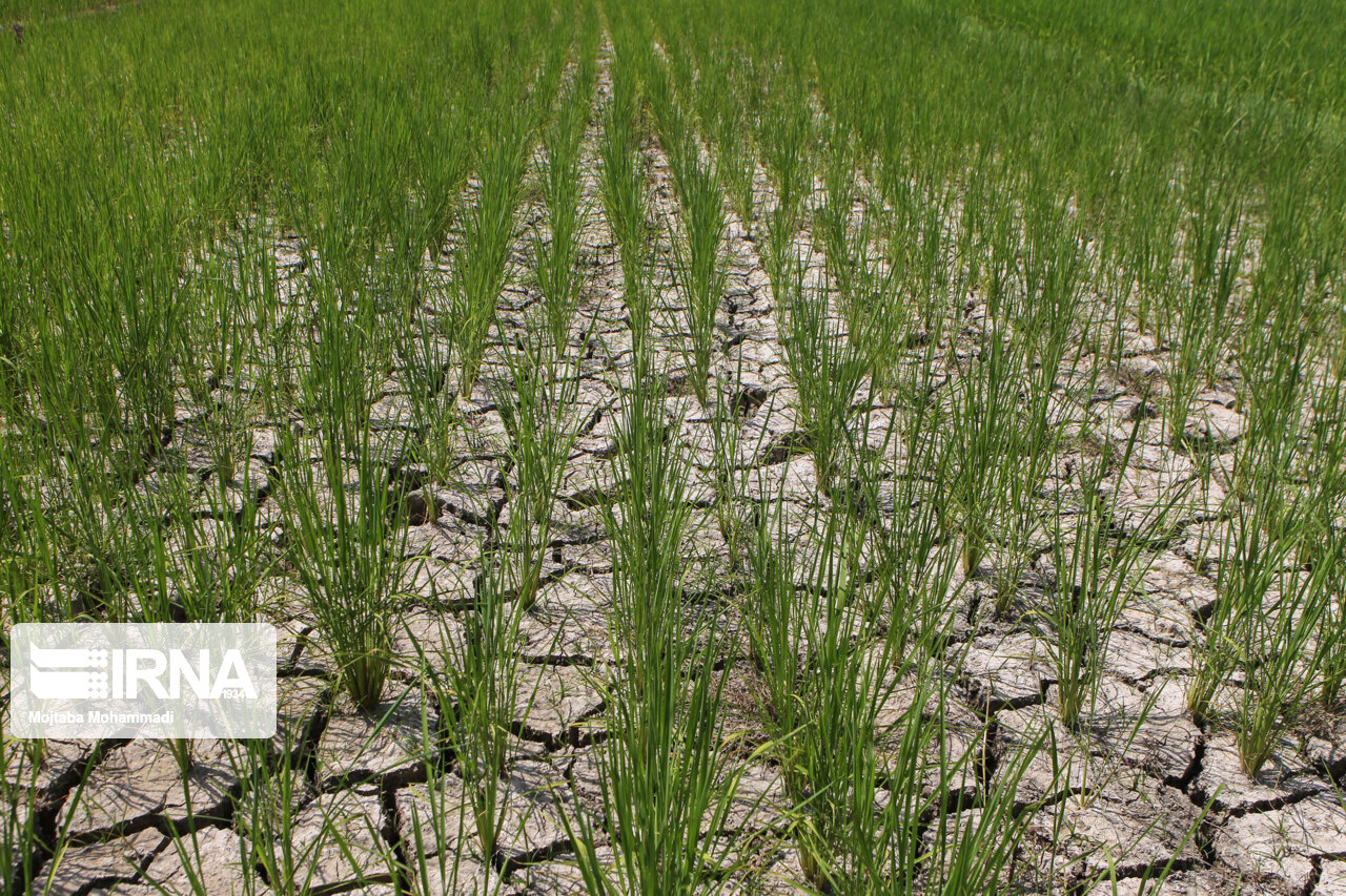 سایه سنگین خشکسالی روی شالیزارهای گیلان سایه سنگین خشکسالی روی شالیزارهای گیلان