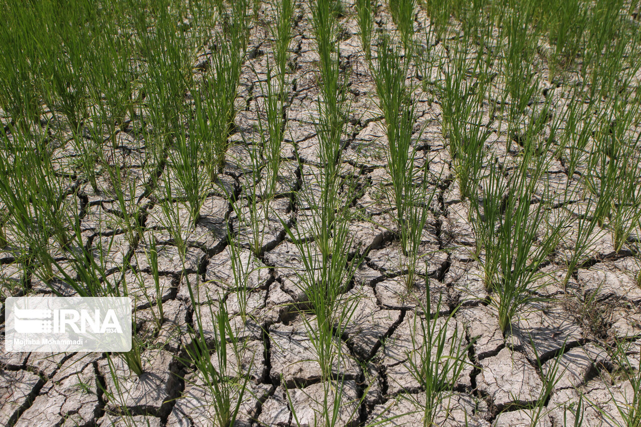 تداوم خشکسالی شدید در گلستان؛ کشاورزی در وضعیت هشدار