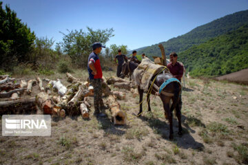 ۱۳۶ هزار خانوار روستایی و عشایری آذربایجان‌غربی زیرپوشش بیمه اجتماعی هستند