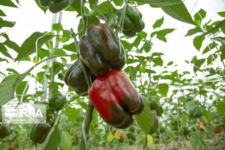 قرارگاه ساماندهی اراضی البرز/ اقدام جهادی دولت برای قطع دست چپاولگران