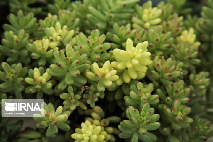 امسال کشت محصول گلخانه ای در ابرکوه پنج درصد افزایش یافت