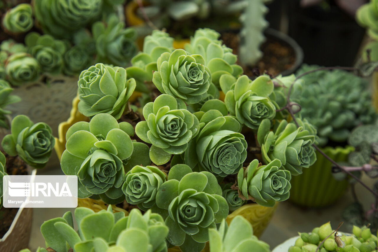 هیچ محصول گلخانه‌ای صادراتی خوزستان از روسیه برگشت نشده است