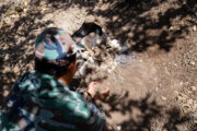 جنگلبان شهرستان خانمیرزا از سوی قاچاقچیان چوب زخمی شد