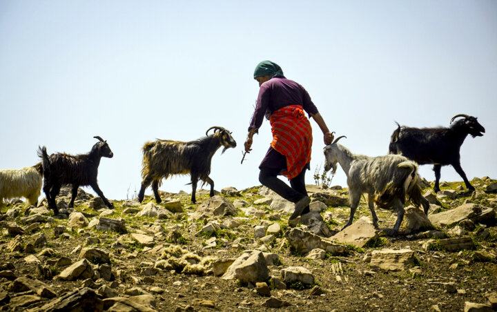 افزایش مشکلات دامپروری سنتی در گلستان؛ اساتید دانشگاه: راهکار علمی داریم