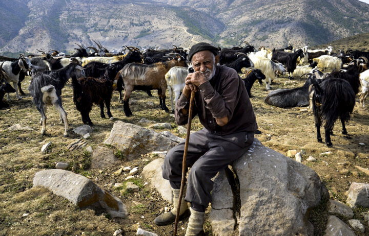 «گران» برای مصرفکننده، «زیان» برای تولیدکننده 3