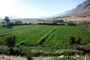 سالیانه ۲۷۰ هزار تن محصولات زراعی در اردستان تولید می‌شود 