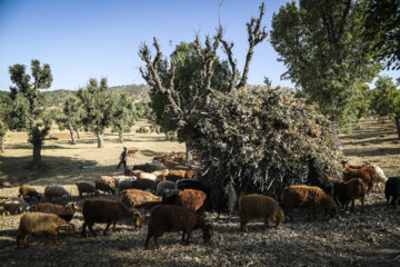 Armardehalkının mesleği: sal dokuma
