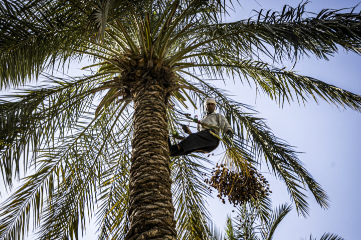خرمای کلوته کرمان ۲ ماه پس از برداشت به ثمر نشست