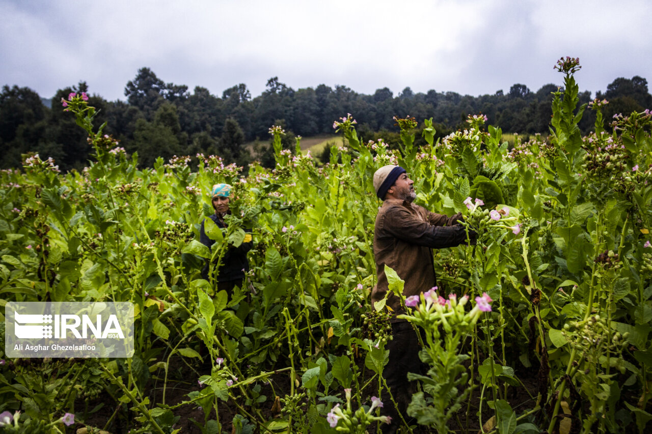 دخانیات گلستان از سرمایهگذاری بخش خصوصی استقبال میکند دخانیات گلستان از سرمایهگذاری بخش خصوصی استقبال میکند
