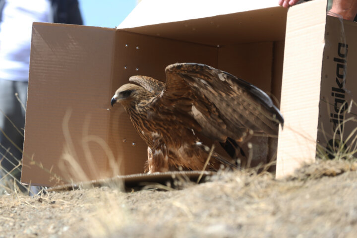 جمعیت حیات وحش مناطق حفاظتشده چهارمحال و بختیاری ۲۱ درصد افزایش یافت